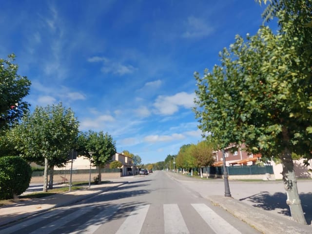 Cavia