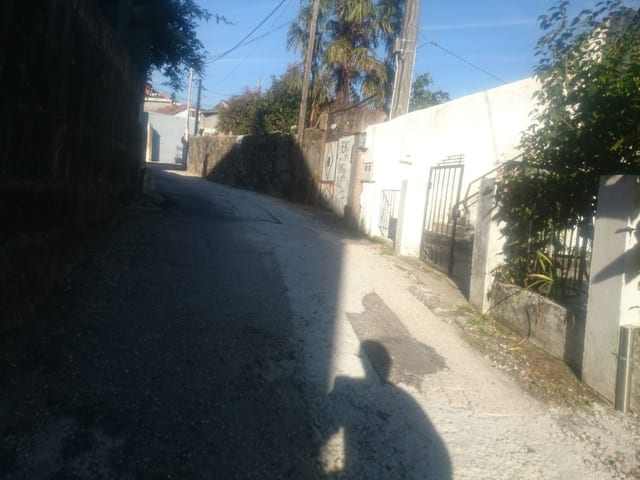 A Salgueira